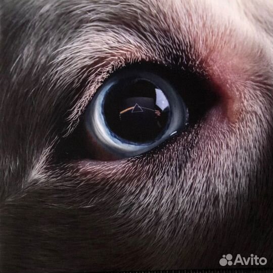 Виниловая пластинка Roger Waters - The Dark Side O