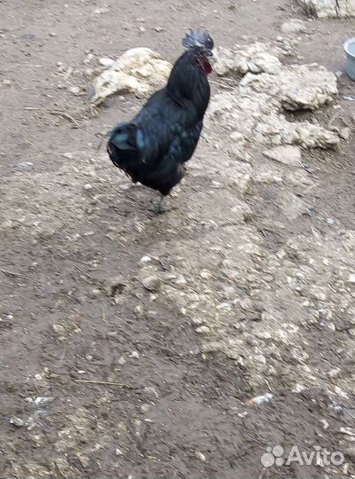 Петух ухейилюй