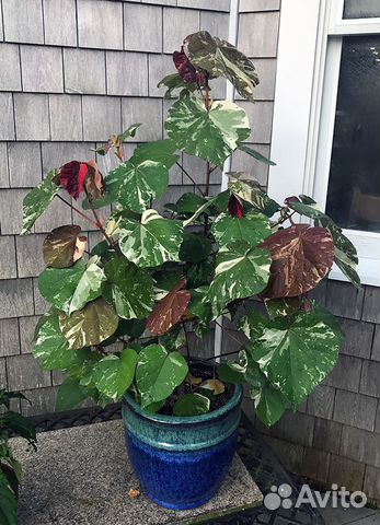 Гибискус липовидный вариегатный Hibiscus tiliaceus купить в Москве ...
