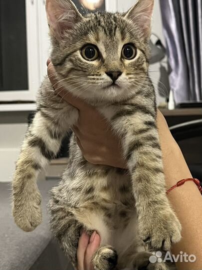 Шотландская кошка