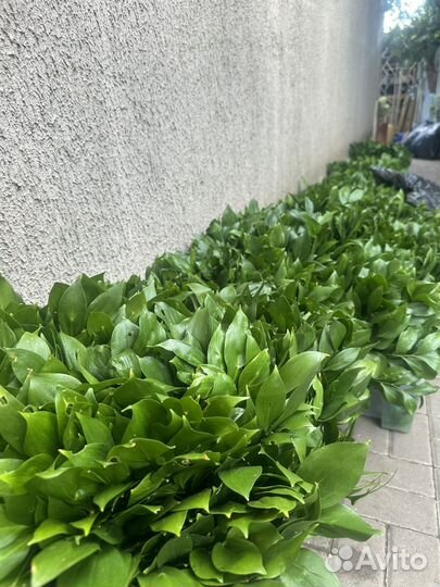 Рускус опт розница