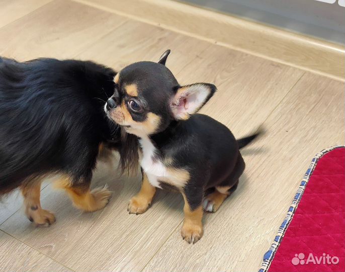 Щенки чихуахуа стандарт