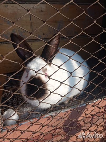 Кролик вязка