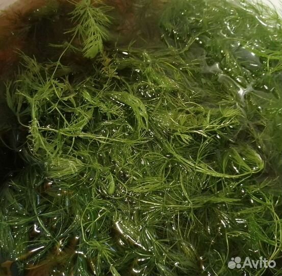 Трава для аквариума