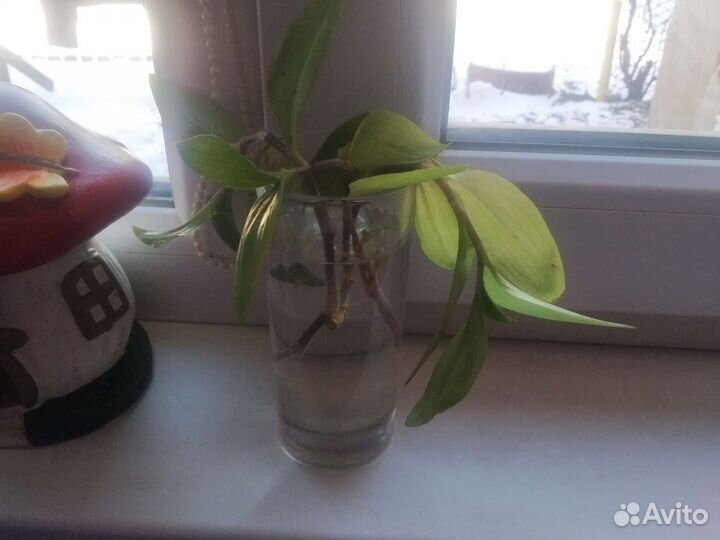 Традесканция