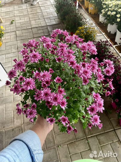 Хризантема мультфлора