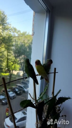 Попугай Неразлучники