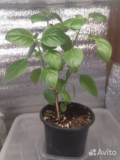 Белопероне Руж