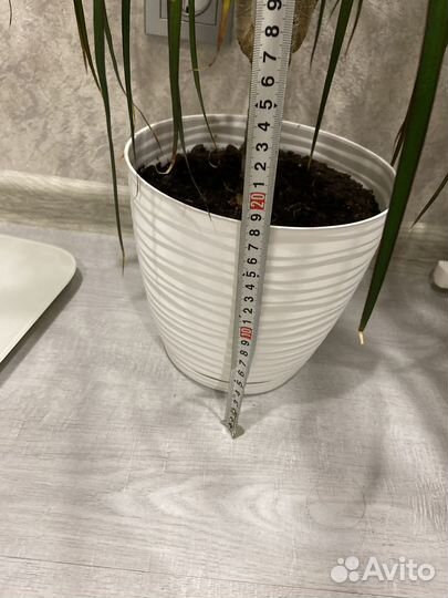 Пальма драцена 90 см