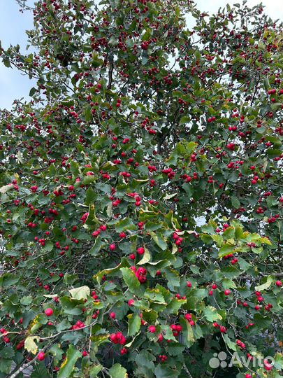 Продам калина красная, боярышник садовый