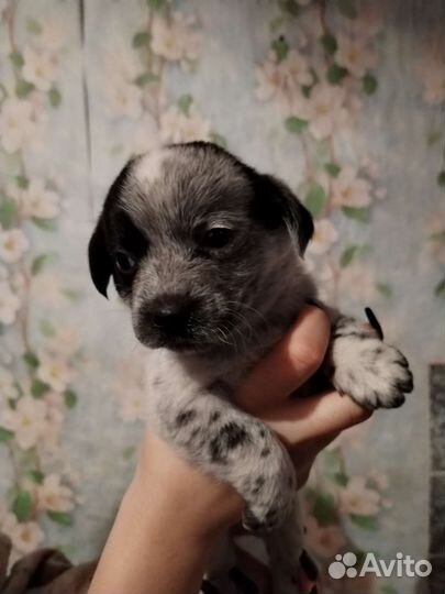 Русский спаниель