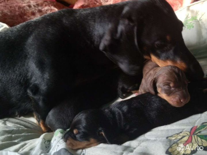 Щенки таксы