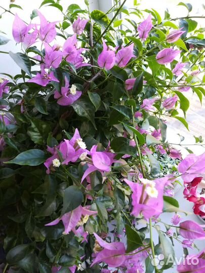 Бугенвиллия