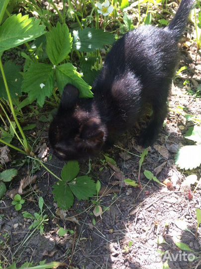 Кошачьи малыши