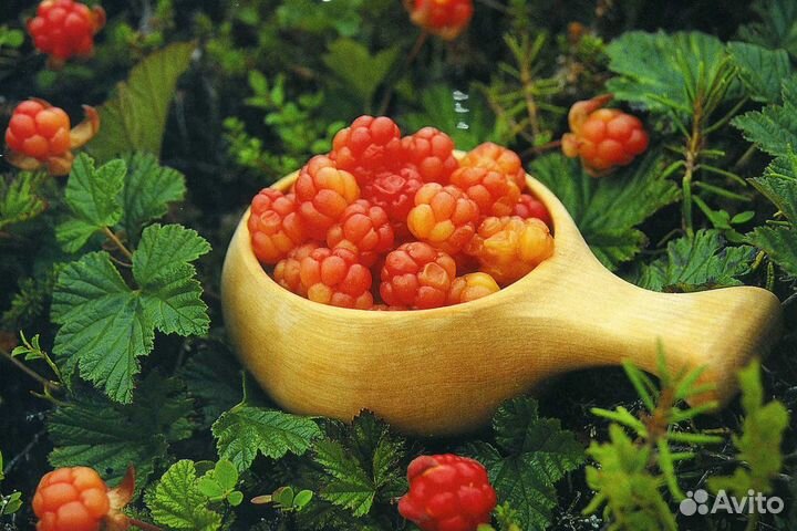 Морошка, семена