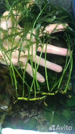 Аквариумные растения