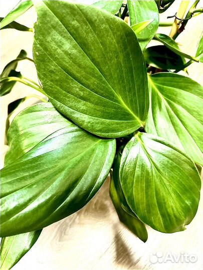 Рафидофора Декурсива