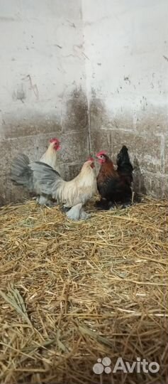 Петухи мильфлеры