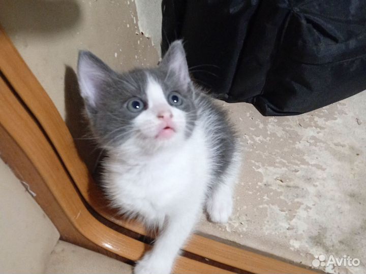 Отдаем Котёнка в добрые руки