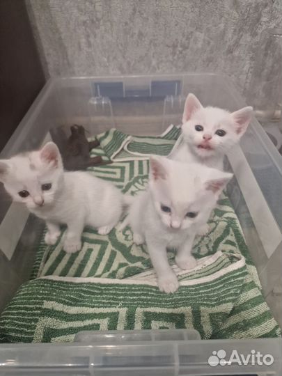 Котята-беляши