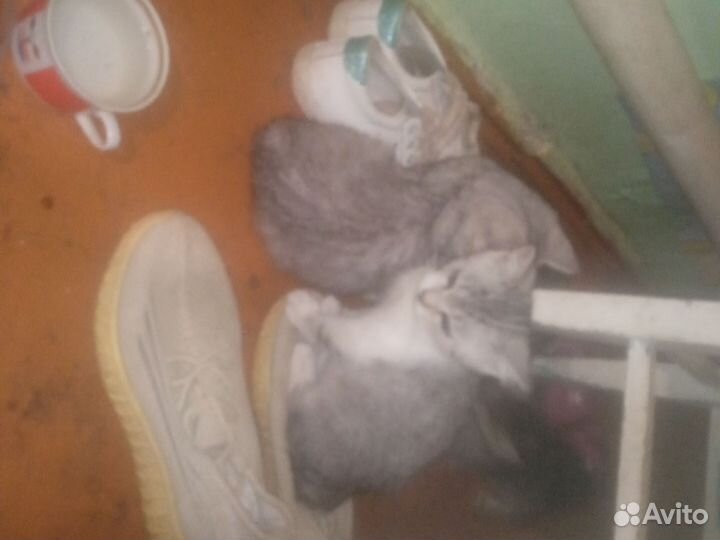 Кошка 4 месяца