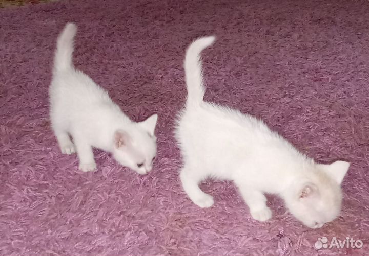 Отдам двух белых котят