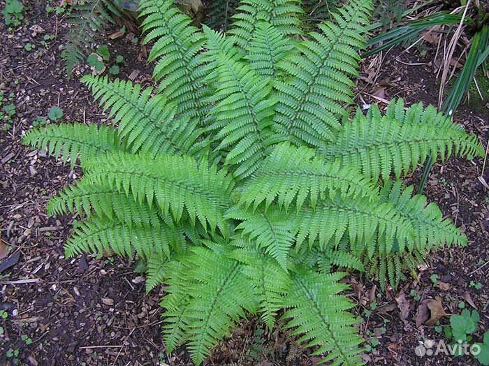 Папоротник садовый