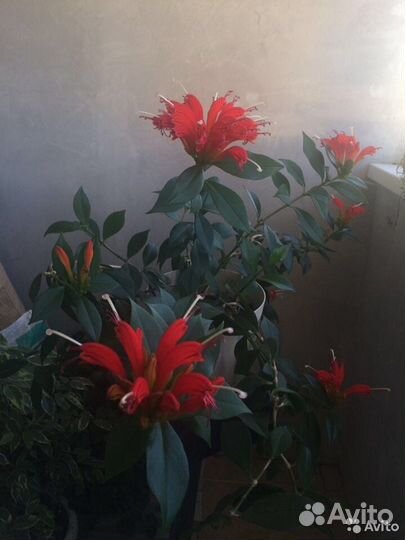 Эсхинантус-павлиний хвост