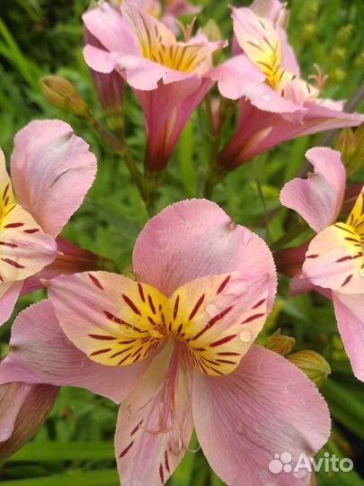 Альстромерия