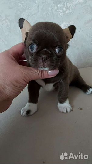 Шикарные братики