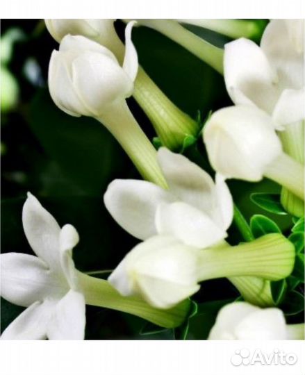 Парфюмерная вода женская yodeyma sophisticate