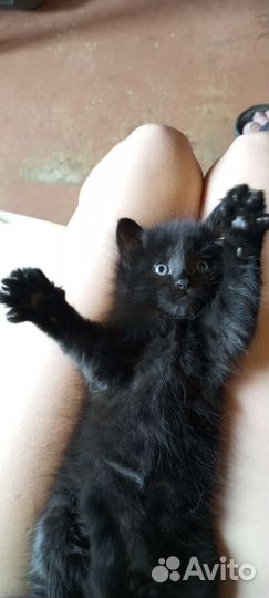 Отличные котятки