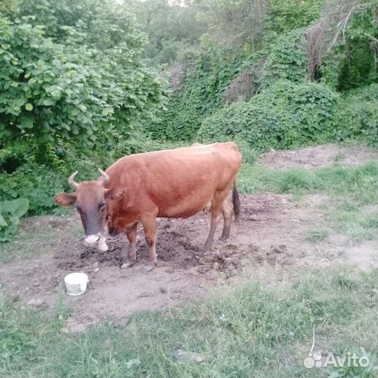 Овцы и корова