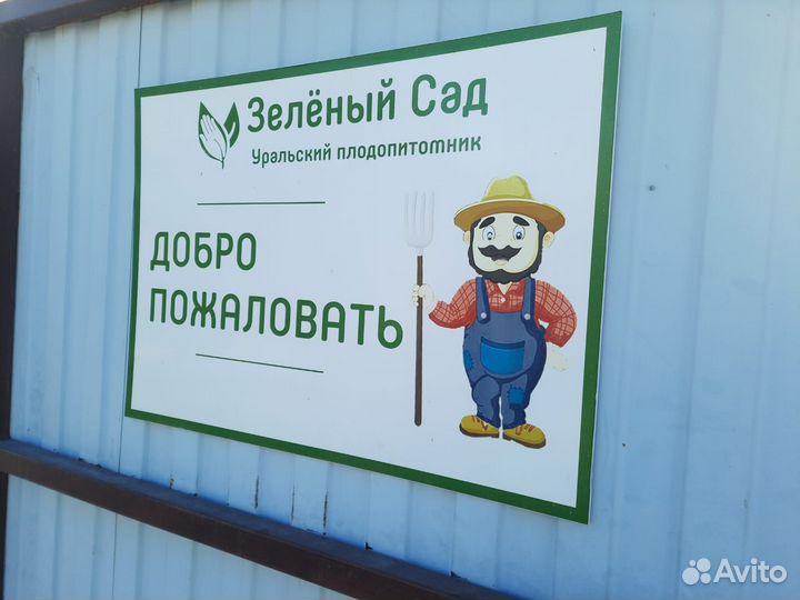 Саженцы Абрикоса летнего созревания