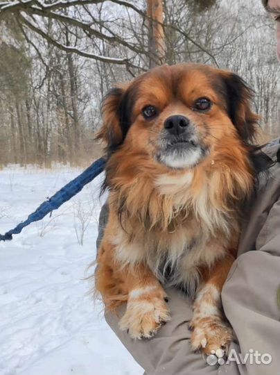 Добрый пёс ищет свою семью