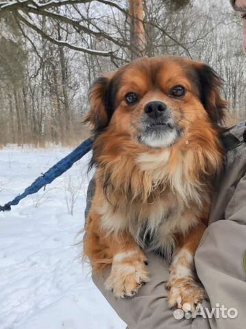 Добрый пёс ищет свою семью