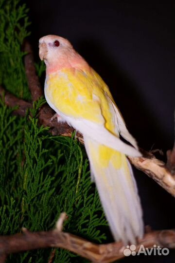 Пара травяных попугаев (боурки)