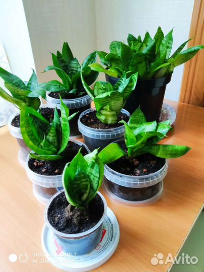 Сансевиерия