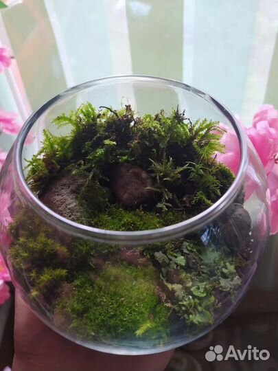 Флорариум/Мохариум живая экосистема