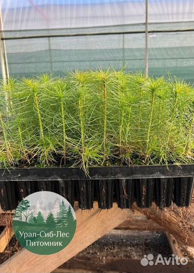 Сеянцы зкс Сосна окс Ель Лиственница Горная