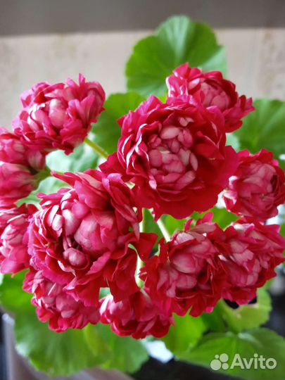 Пеларгония герань сортовая