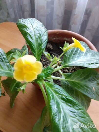 Спатифиллум