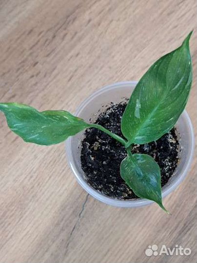 Спатифиллум джемени мини и другие комнатные цветы