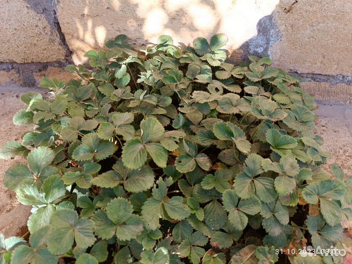 Рассада клубники murano