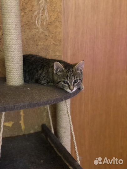 Котенок Рысенок