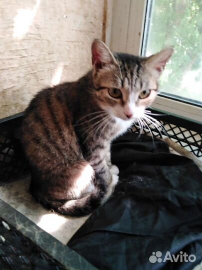 Отдам молодого кота. Кастрирован