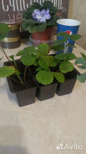 Рассада клубники