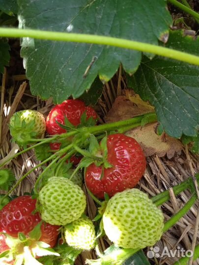 Кусты клубники на весну