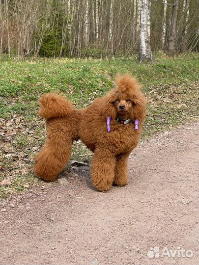 Миниатюрный-пудель вязка