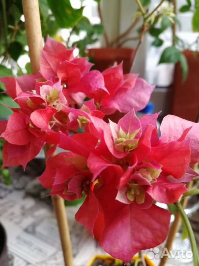 Бугенвиллия черенки